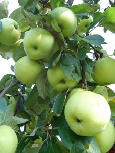 Сорт яблок Антоновка