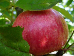 Яблоки сорта Медуница